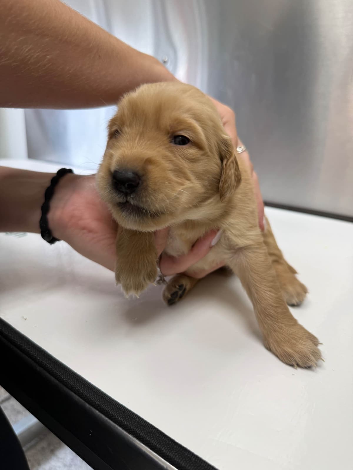 Golden Retriever Puppies breeder image 7