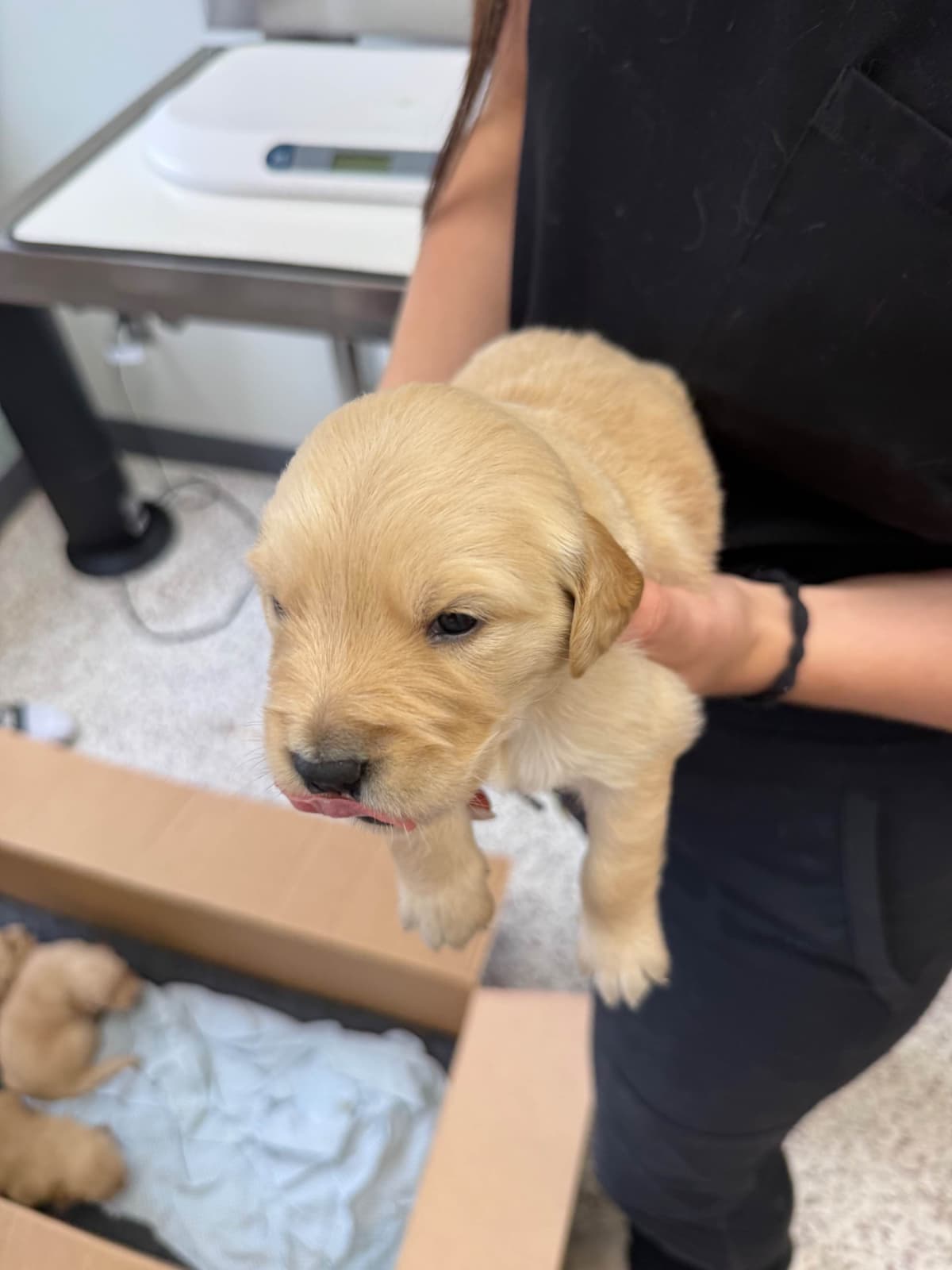 Golden Retriever Puppies breeder image 8