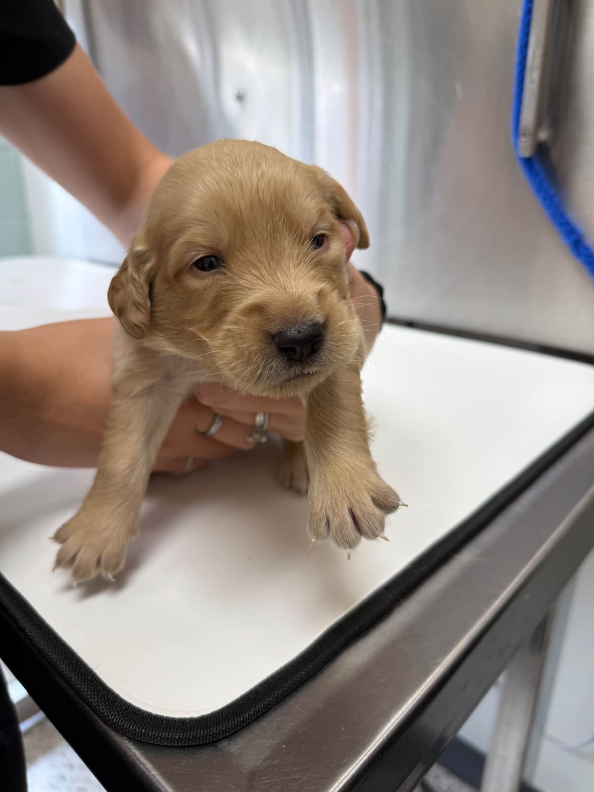 Golden Retriever Puppies breeder image 13