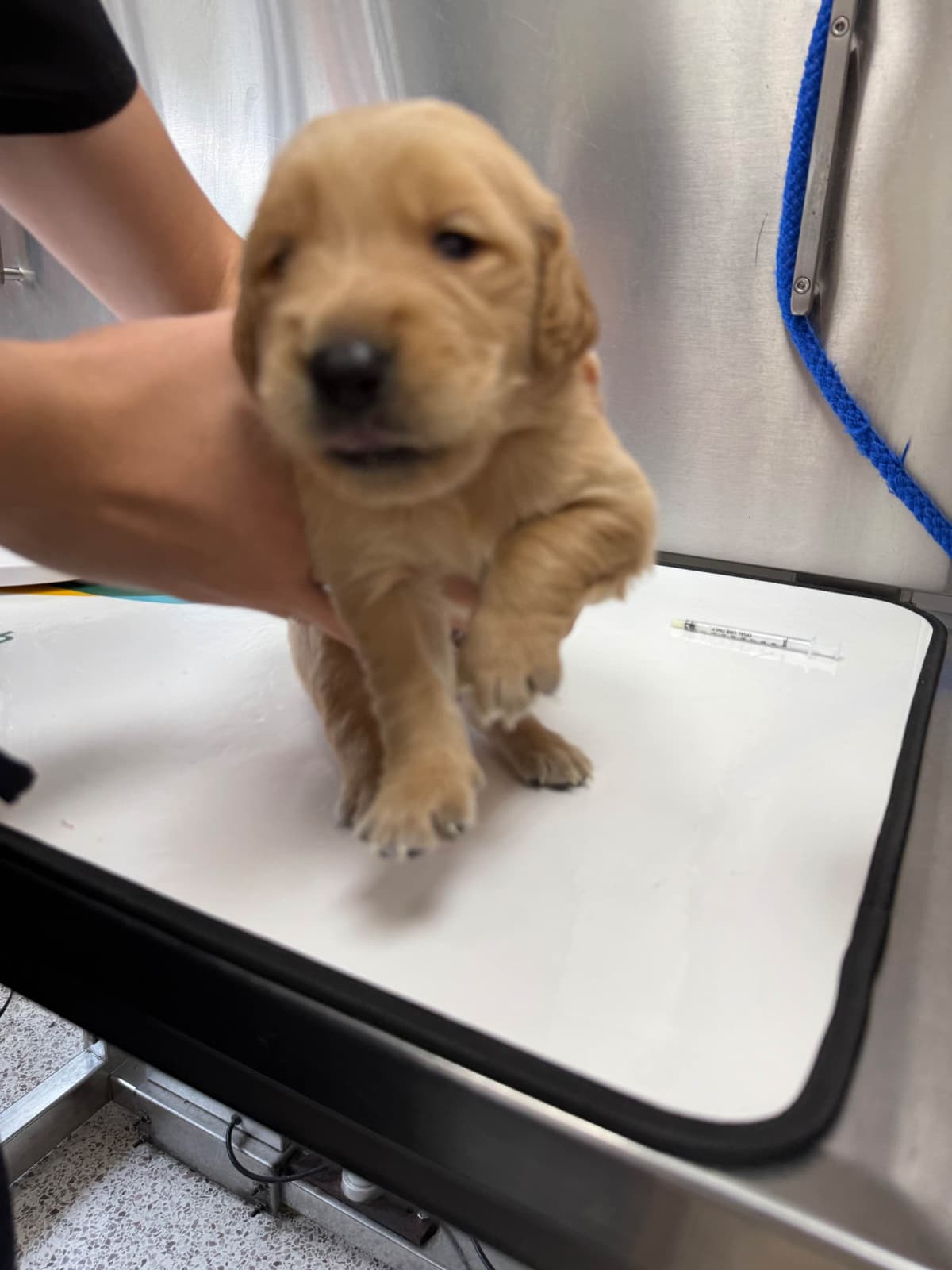 Golden Retriever Puppies breeder image 12