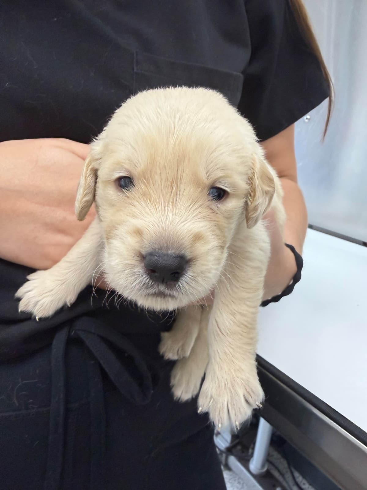 Golden Retriever Puppies breeder image 14