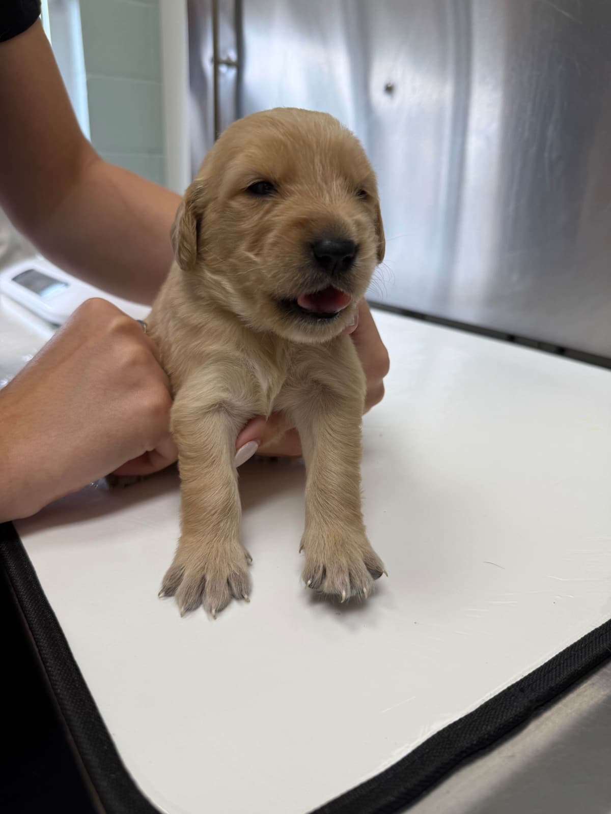 Golden Retriever Puppies breeder image 15