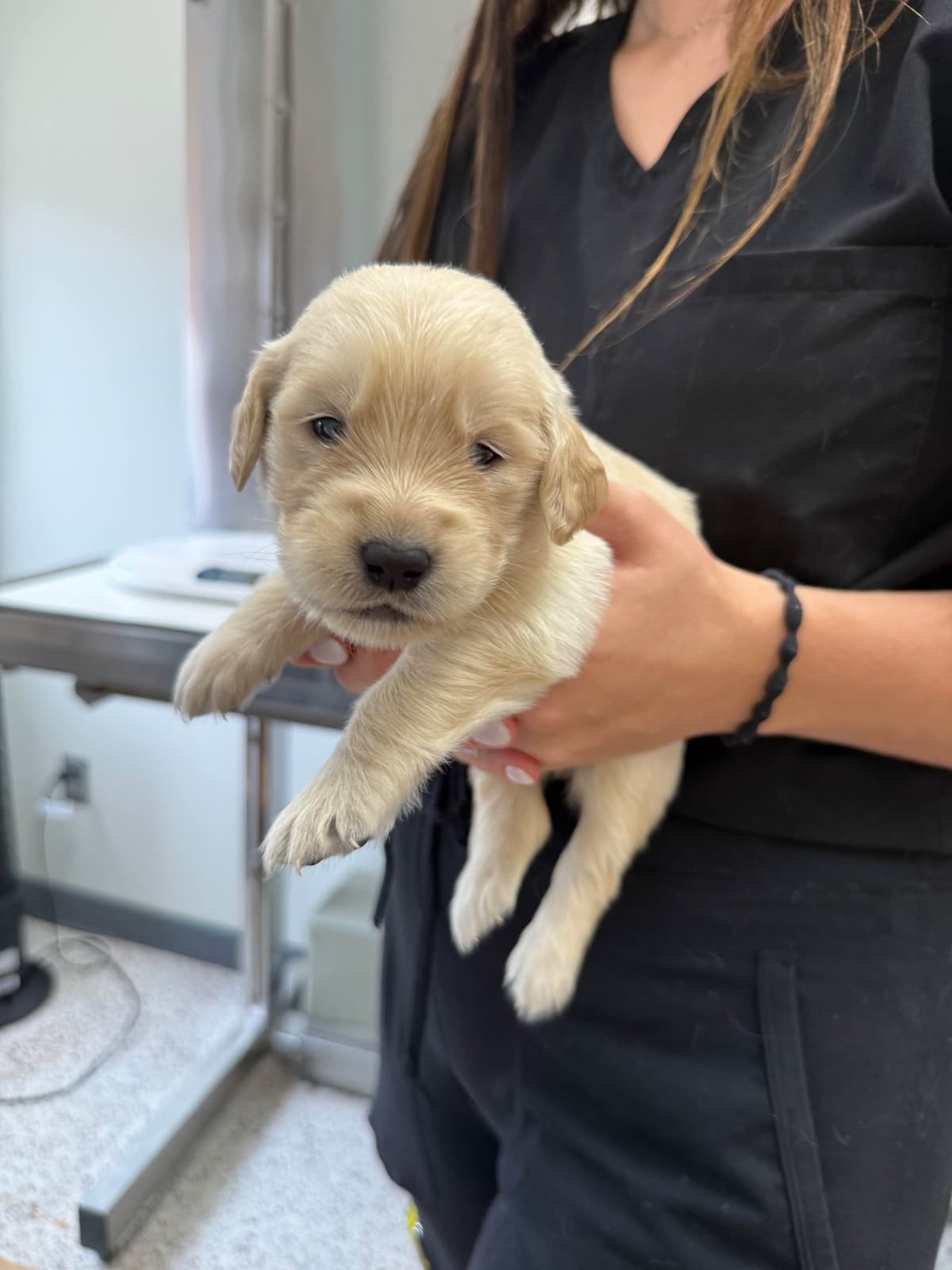 Golden Retriever Puppies breeder image 19