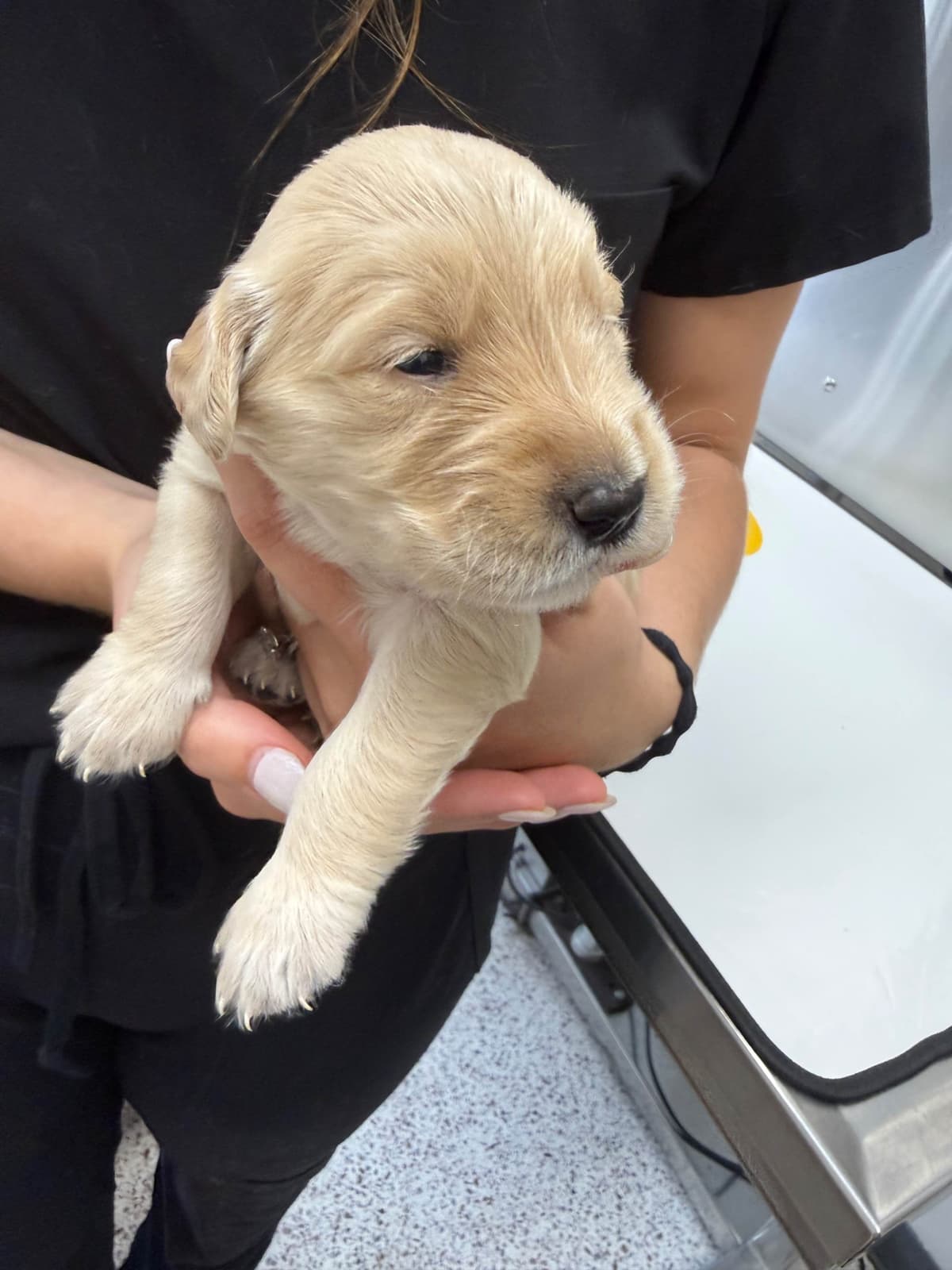 Golden Retriever Puppies breeder image 16