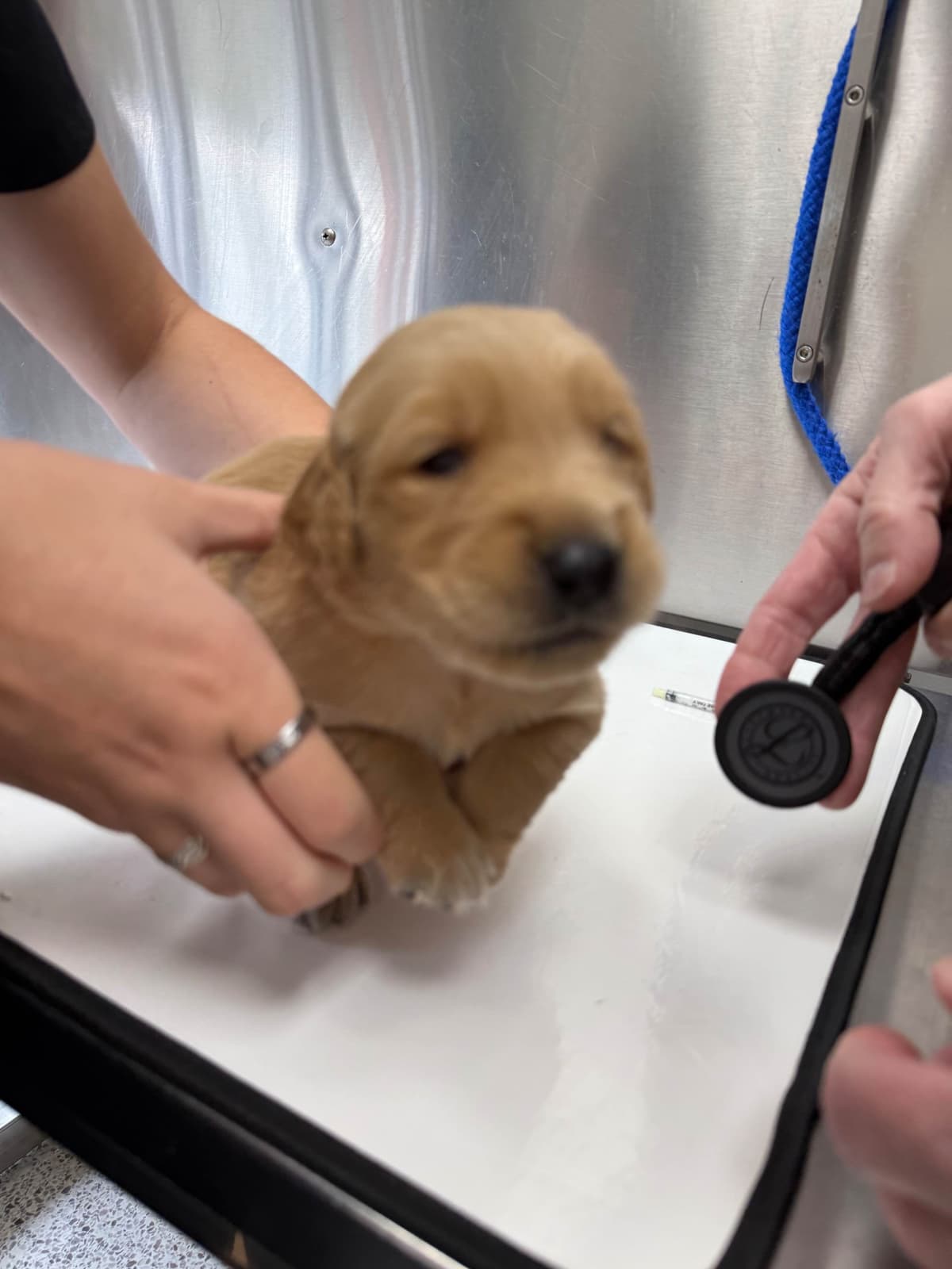 Golden Retriever Puppies breeder image 23