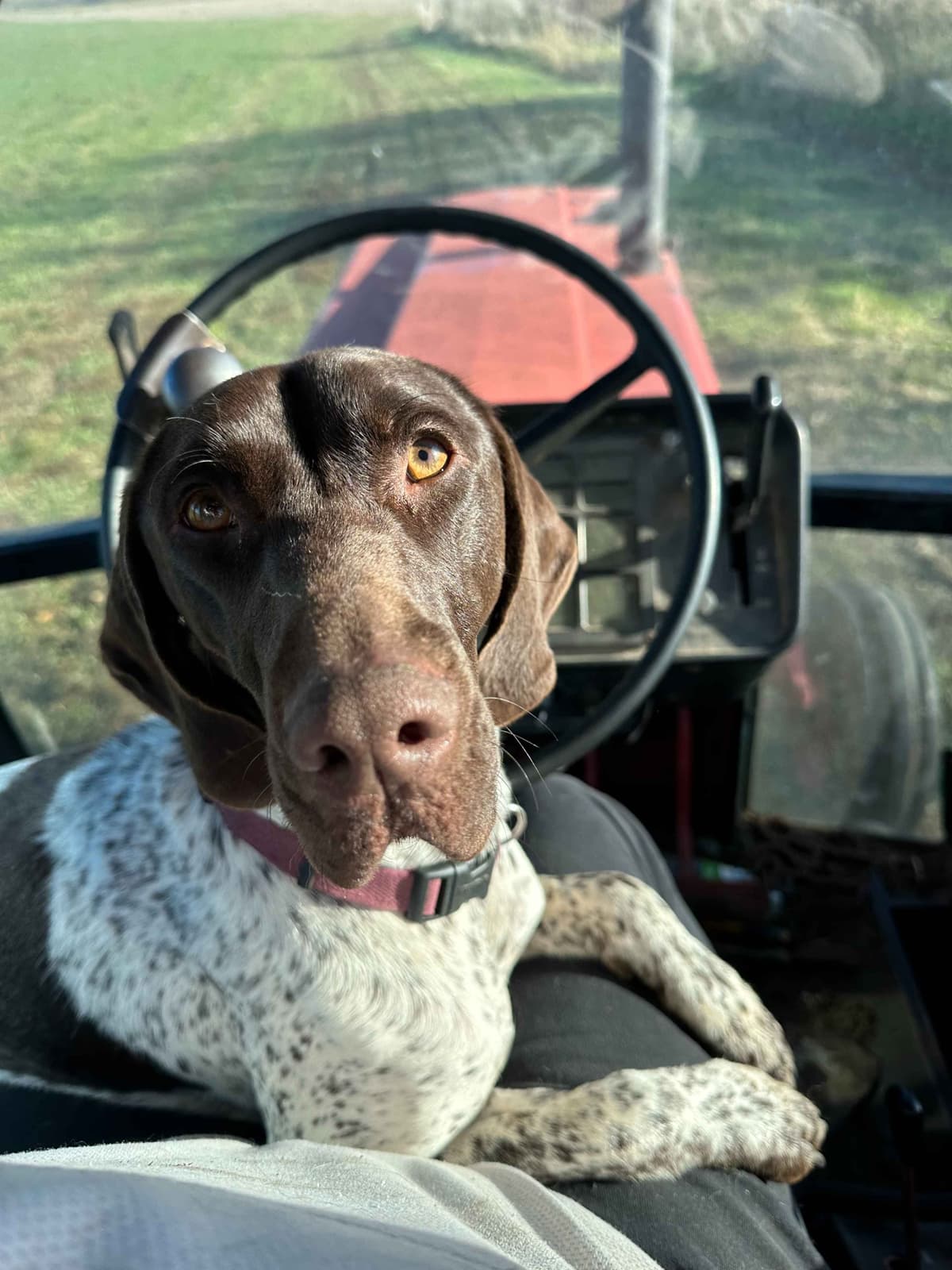 German Shorthaired Pointer Puppies breeder image 1