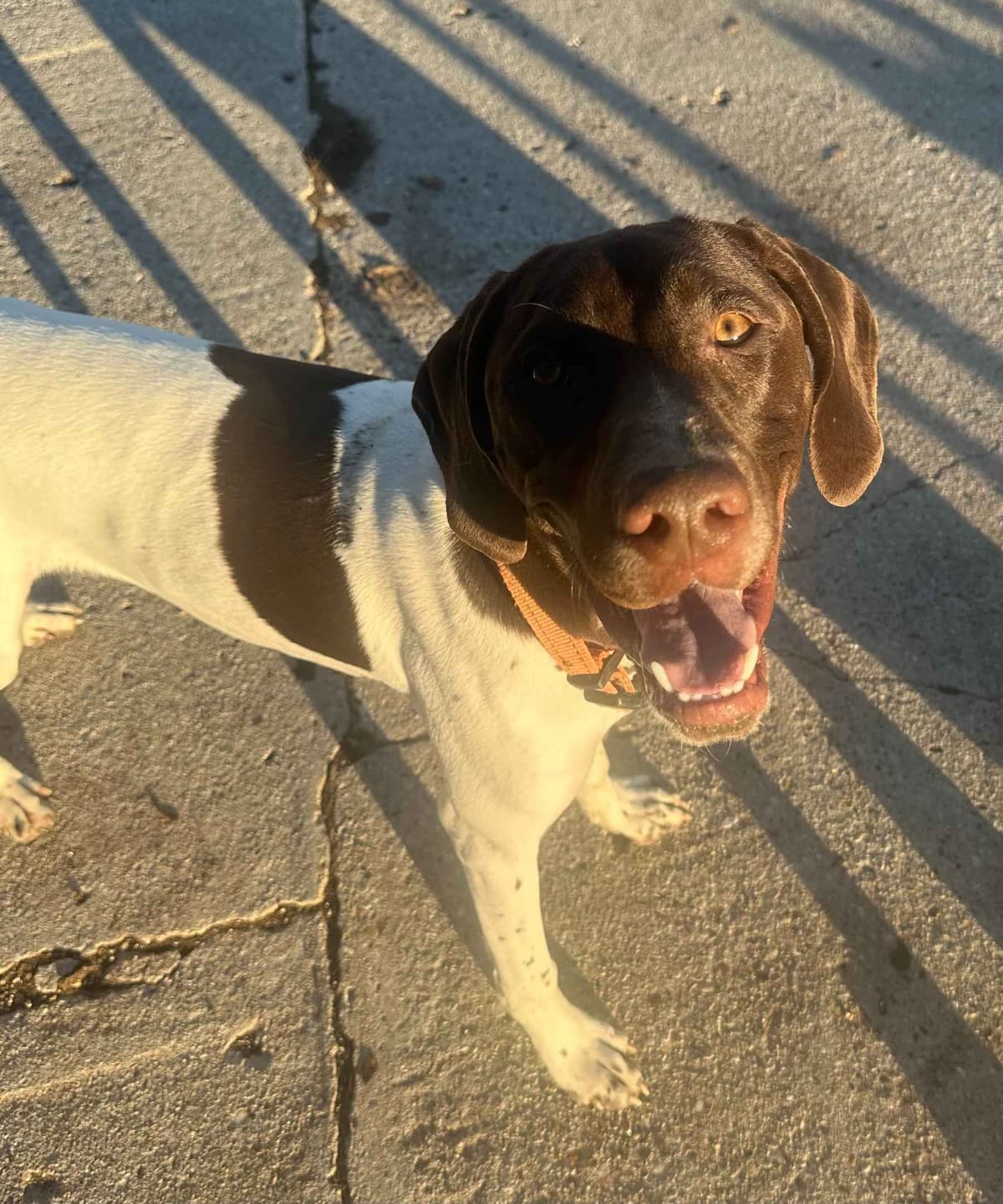 German Shorthaired Pointer Puppies breeder image 2
