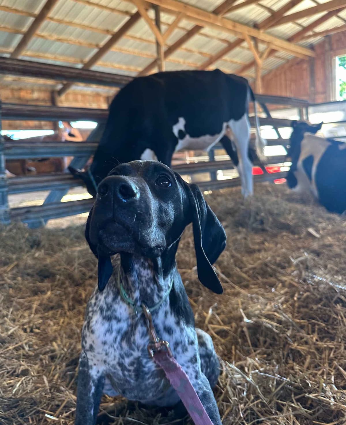 German Shorthaired Pointer Puppies breeder image 3