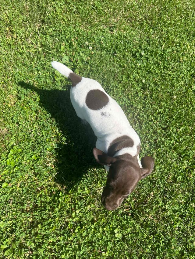 German Shorthaired Pointer Puppies media 2