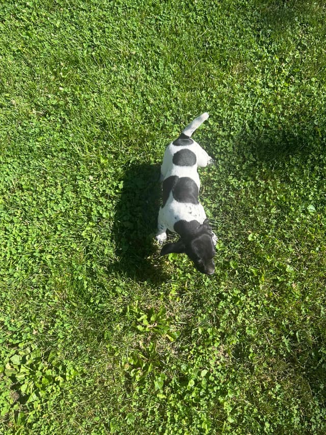 German Shorthaired Pointer Puppies media 5