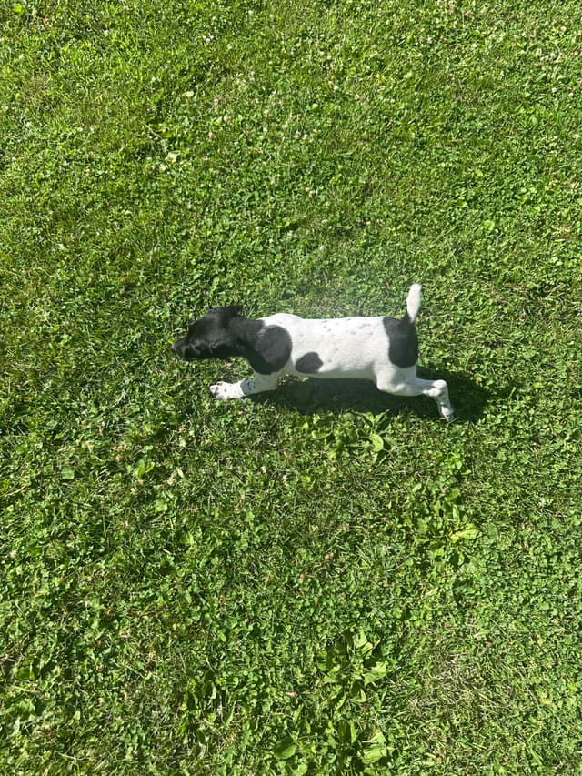 German Shorthaired Pointer Puppies media 3