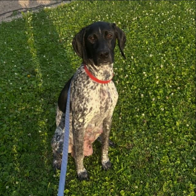 German Shorthaired Pointer Puppies media 7