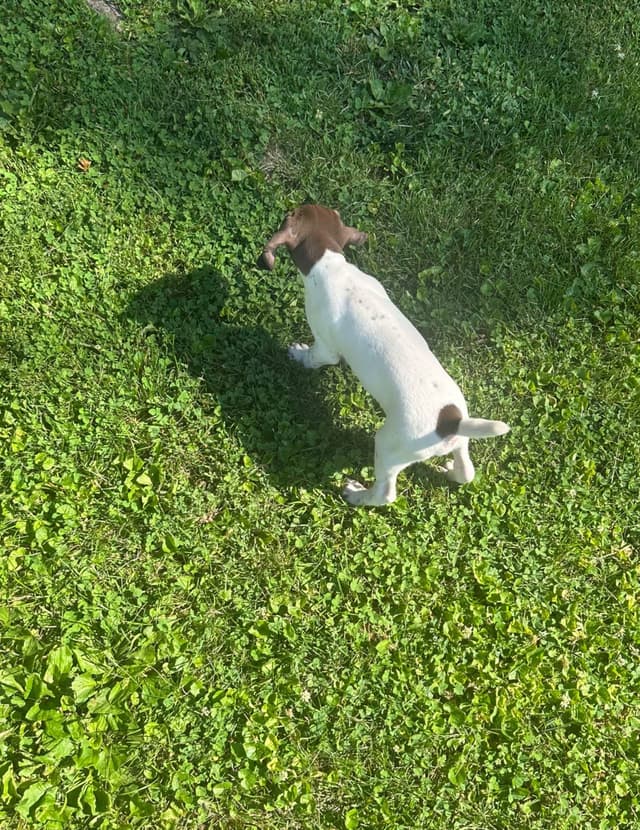 German Shorthaired Pointer Puppies media 4