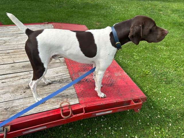 German Shorthaired Pointer Puppies media 8