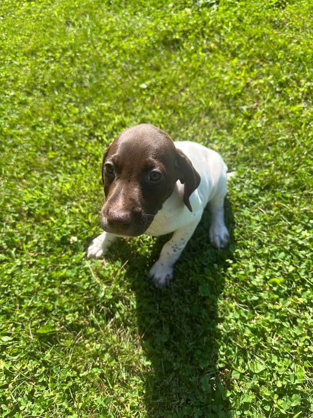 German Shorthaired Pointer Puppies media 6
