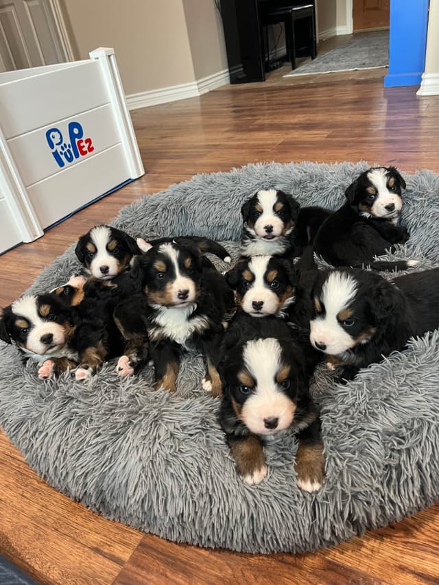 Bernese Mountain Dog Puppies media 22