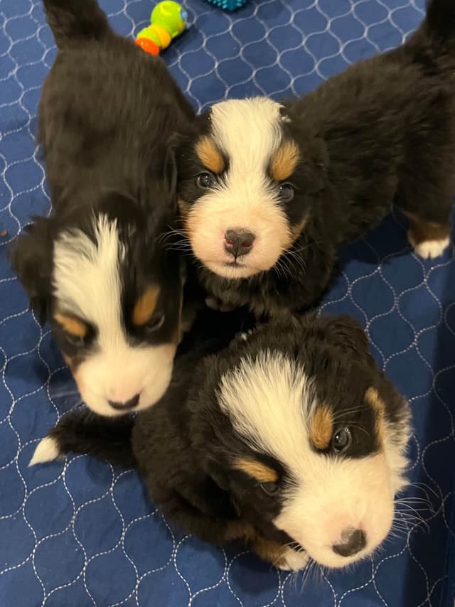 Bernese Mountain Dog Puppies media 4
