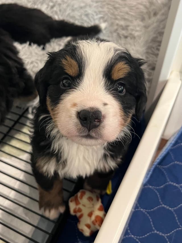 Bernese Mountain Dog Puppies media 6