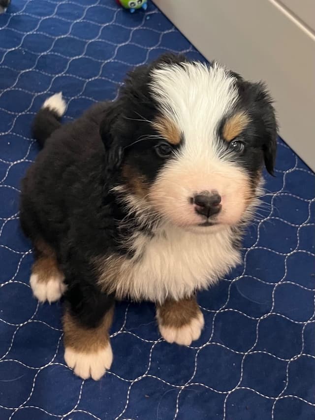Bernese Mountain Dog Puppies media 7