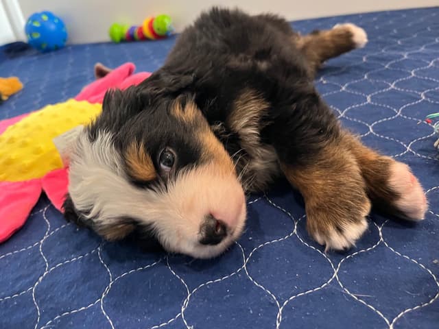 Bernese Mountain Dog Puppies media 12