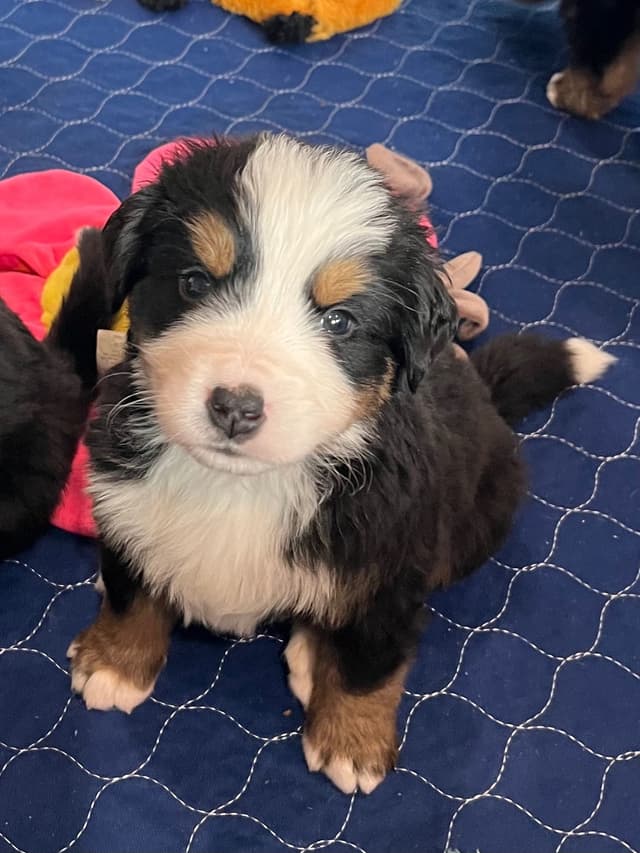 Bernese Mountain Dog Puppies media 10