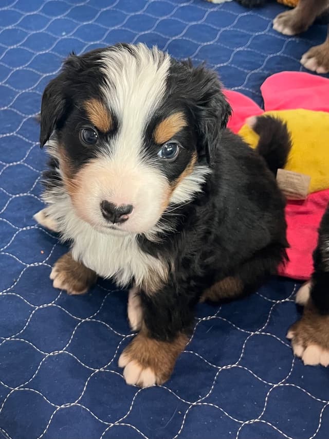 Bernese Mountain Dog Puppies media 9
