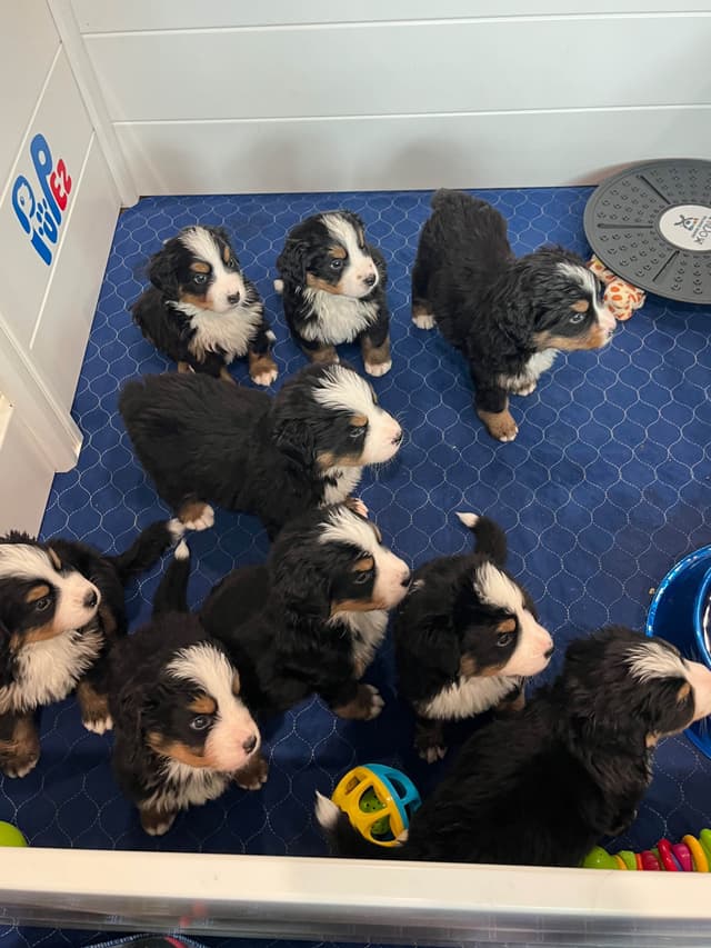 Bernese Mountain Dog Puppies media 5