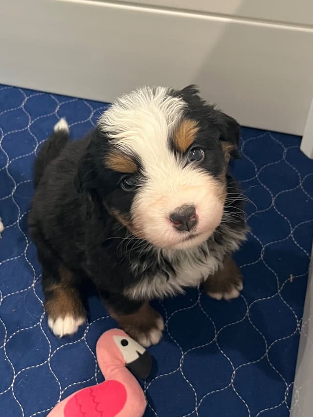 Bernese Mountain Dog Puppies media 8