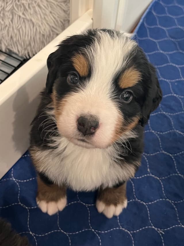 Bernese Mountain Dog Puppies media 11