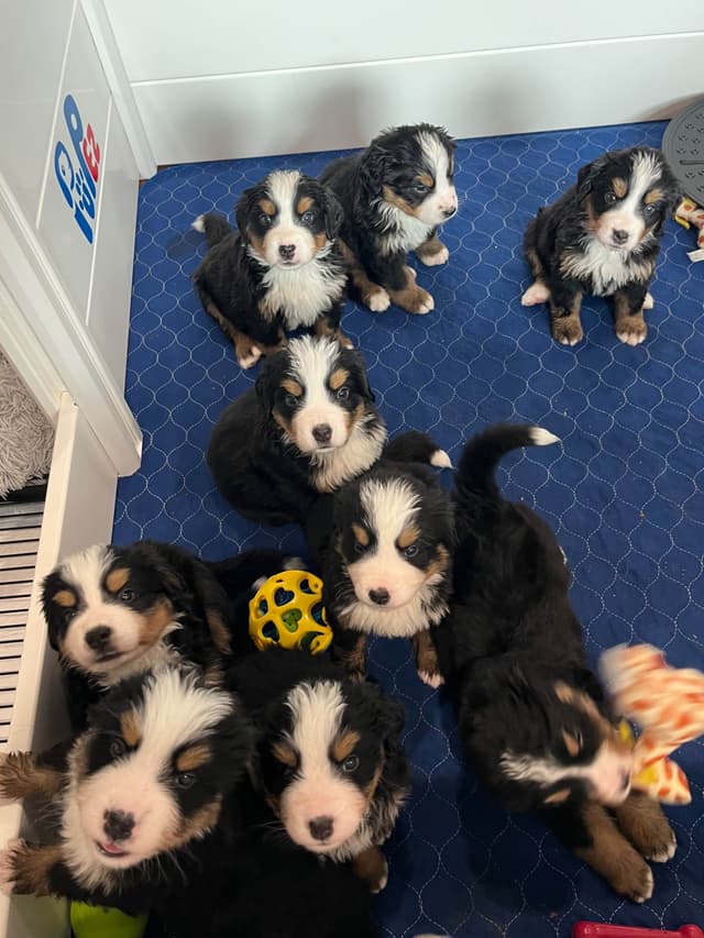 Bernese Mountain Dog Puppies media 2