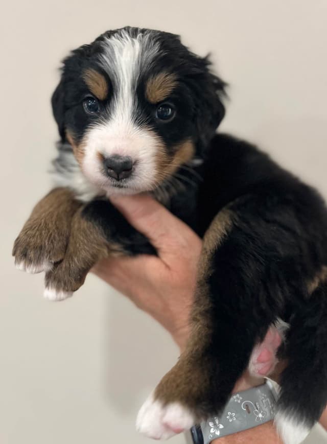 Bernese Mountain Dog Puppies media 15
