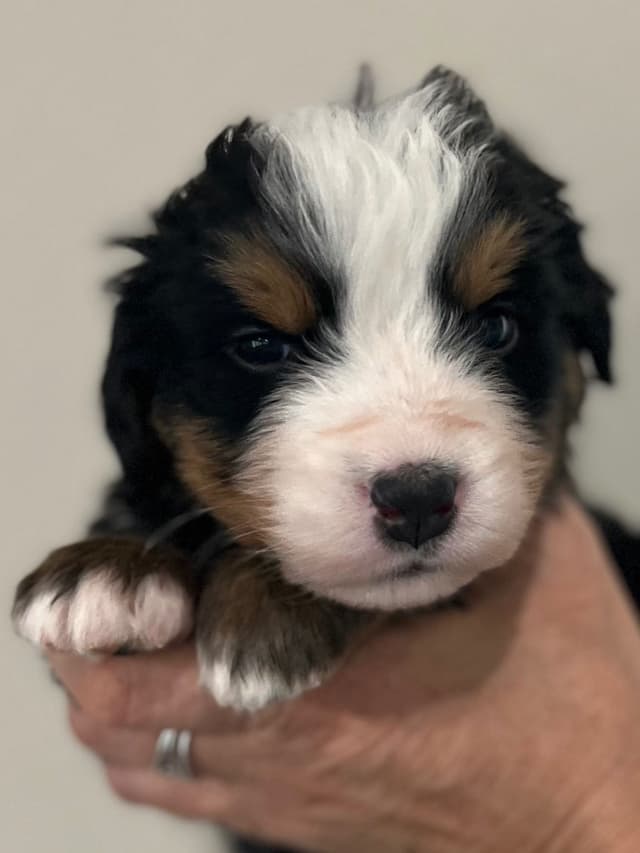 Bernese Mountain Dog Puppies media 18