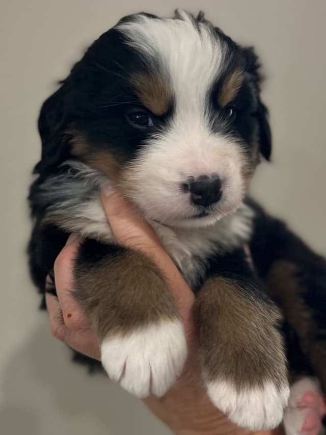 Bernese Mountain Dog Puppies media 20