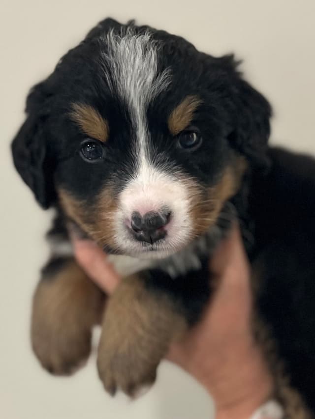Bernese Mountain Dog Puppies media 17