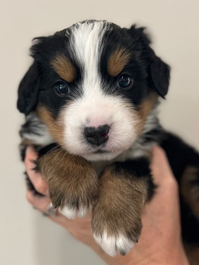 Bernese Mountain Dog Puppies media 21