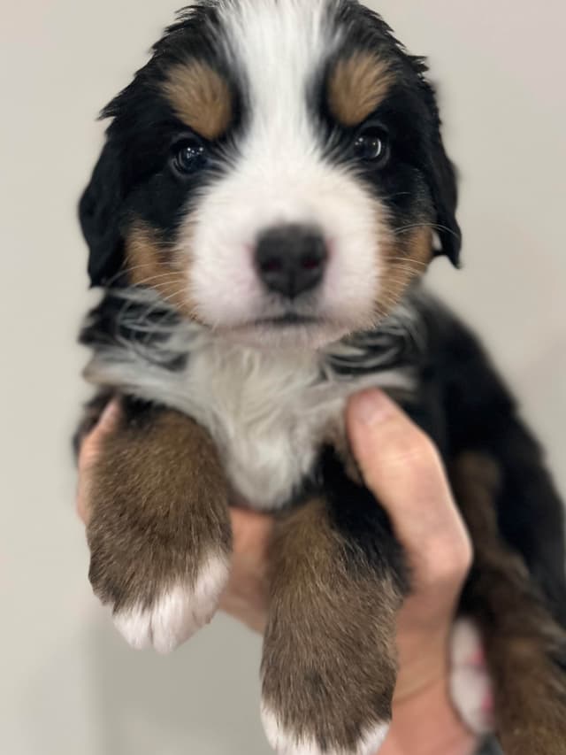 Bernese Mountain Dog Puppies media 16