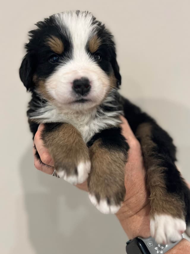 Bernese Mountain Dog Puppies media 14