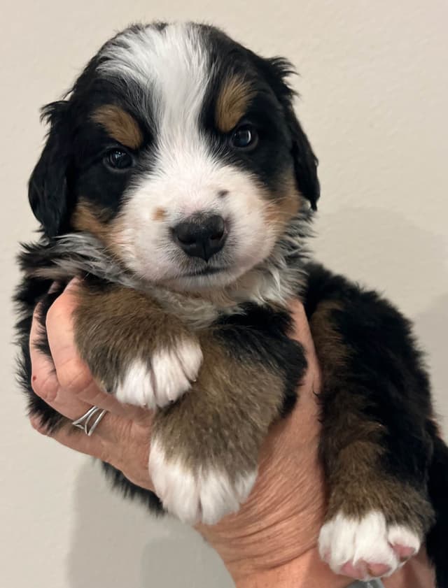 Bernese Mountain Dog Puppies media 13