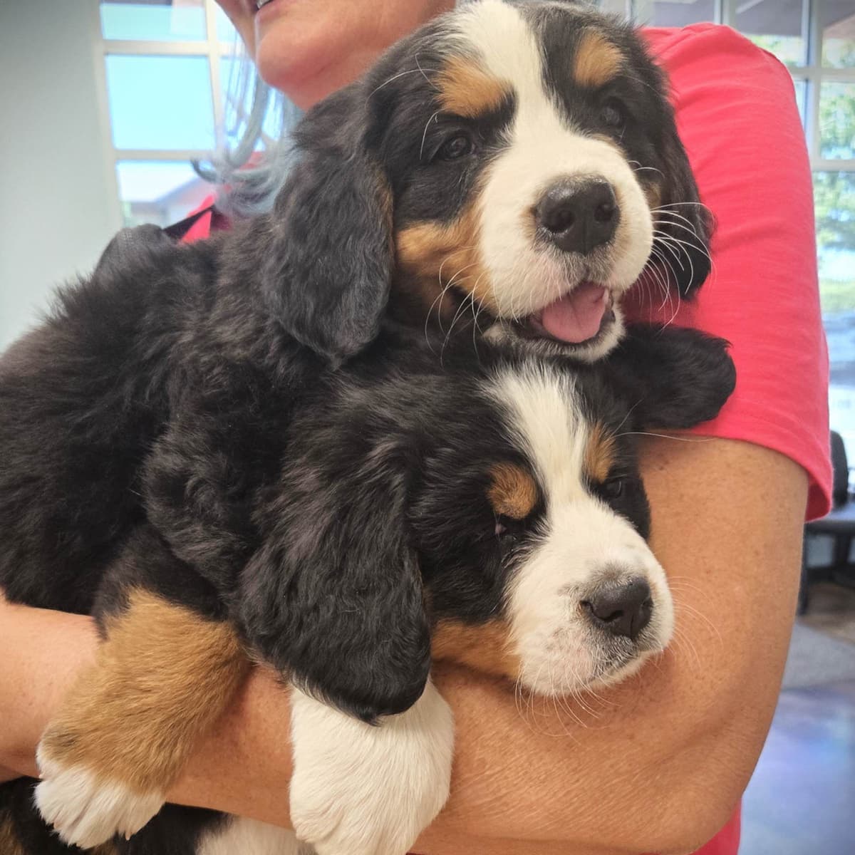 Bernese Mountain Dog Puppies breeder image 1