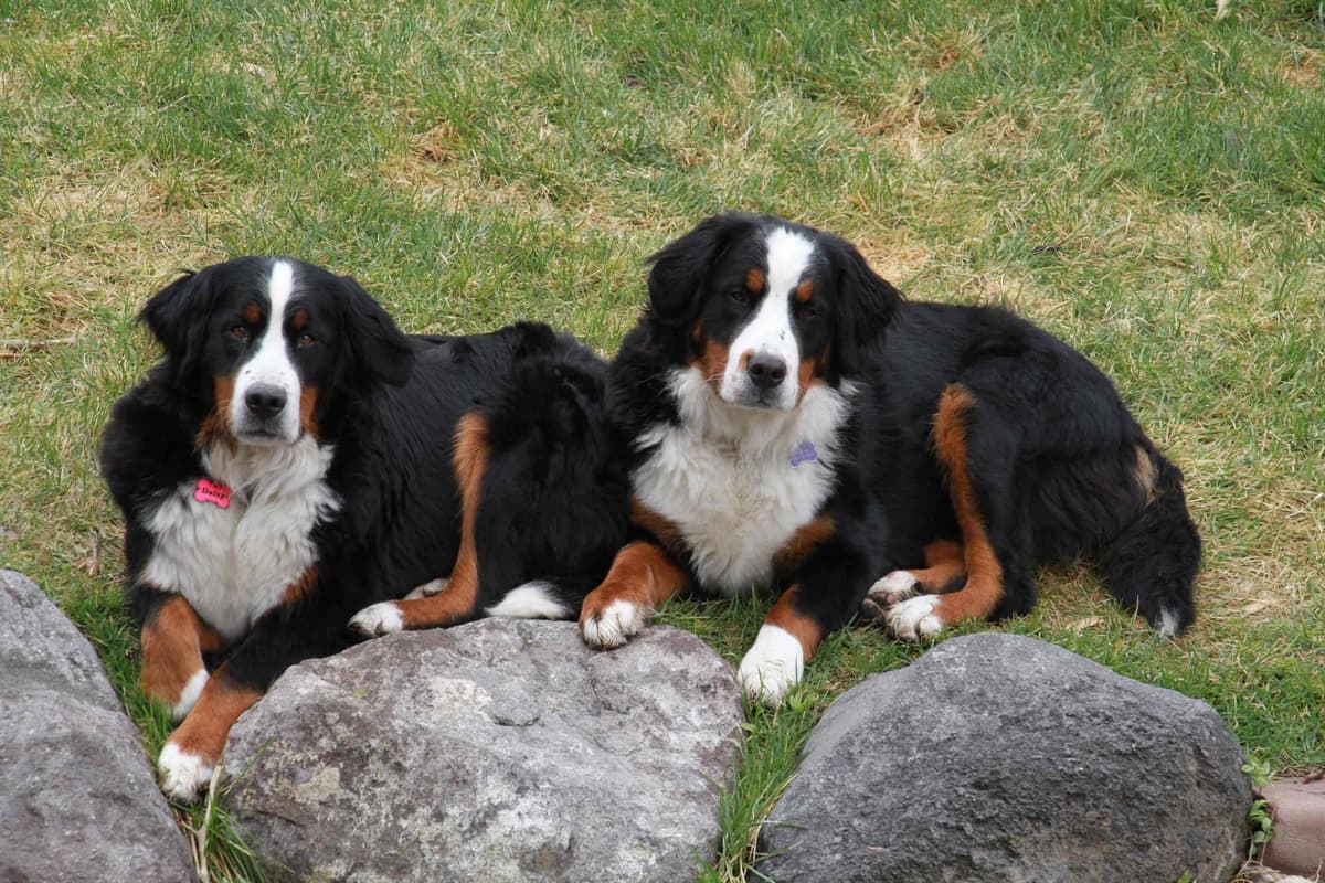 Bernese Mountain Dog Puppies breeder image 2