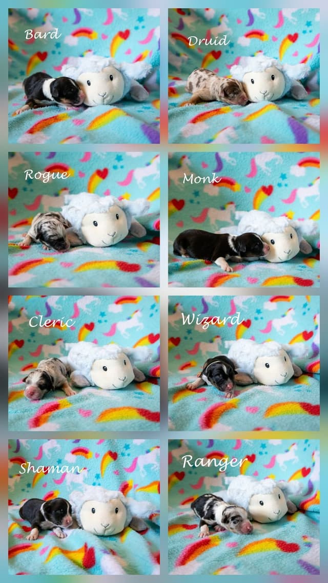 Australian Shepherd Puppies - AKC/ASCA media 3