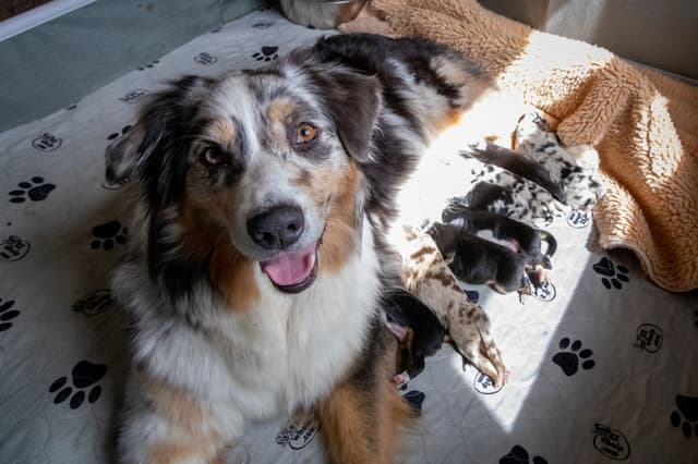 Australian Shepherd Puppies - AKC/ASCA media 2
