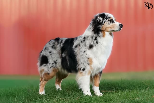 Australian Shepherd Puppies - AKC/ASCA media 9