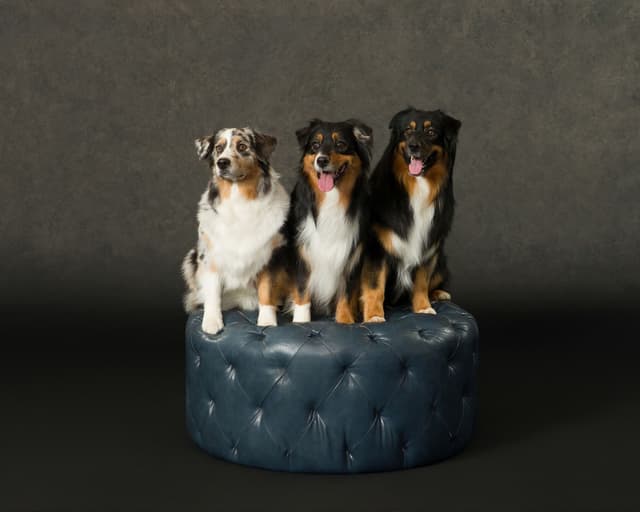 Australian Shepherd Puppies - AKC/ASCA media 11