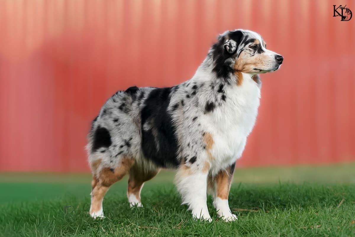Australian Shepherd Puppies - AKC/ASCA breeder image 3