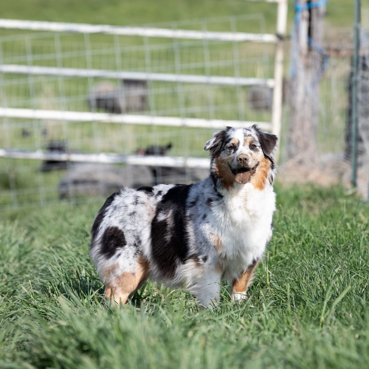 Australian Shepherd Puppies - AKC/ASCA breeder image 4