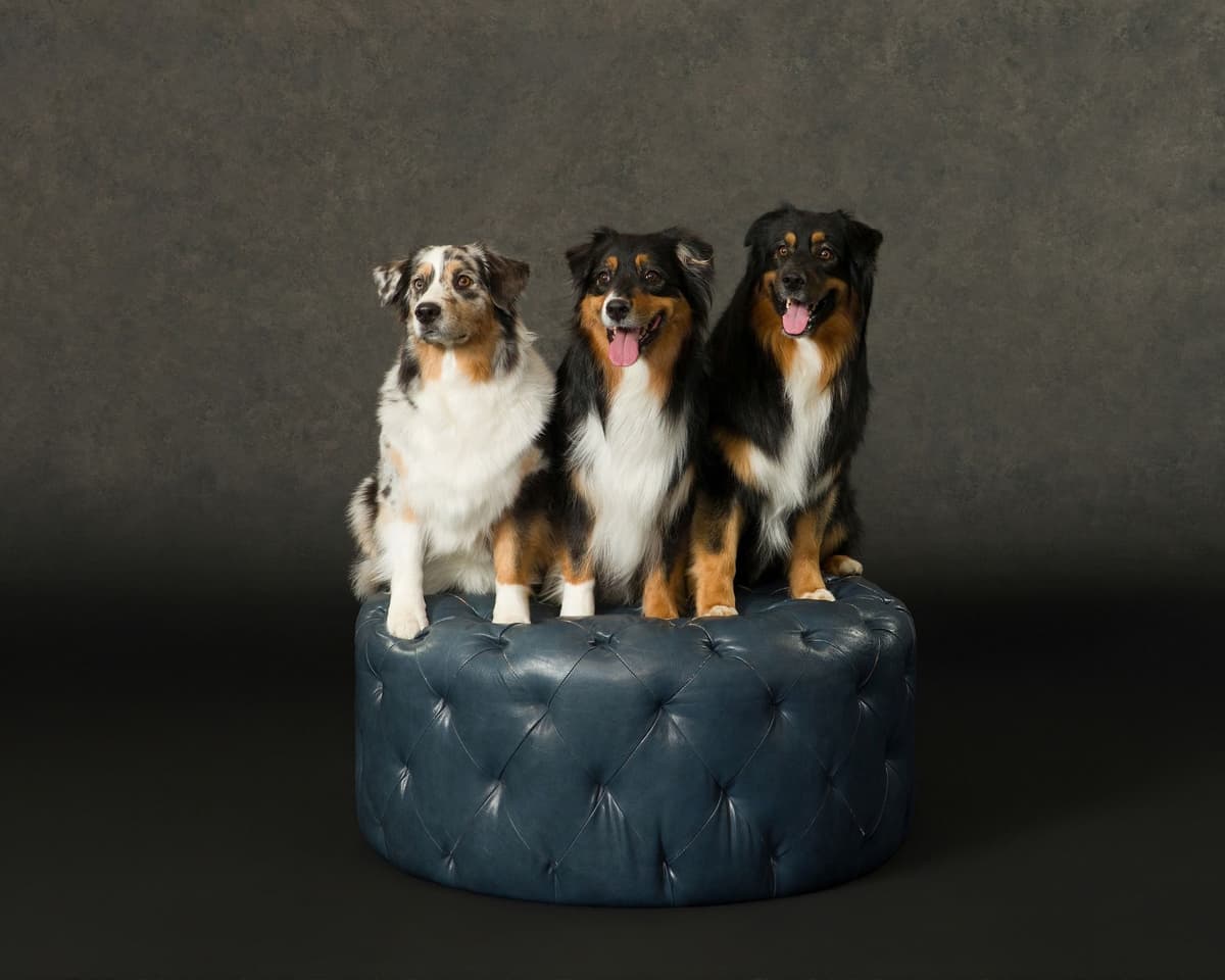 Australian Shepherd Puppies - AKC/ASCA breeder image 5