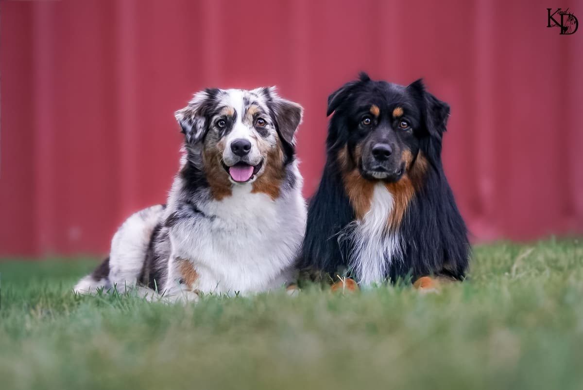 Australian Shepherd Puppies - AKC/ASCA breeder image 6