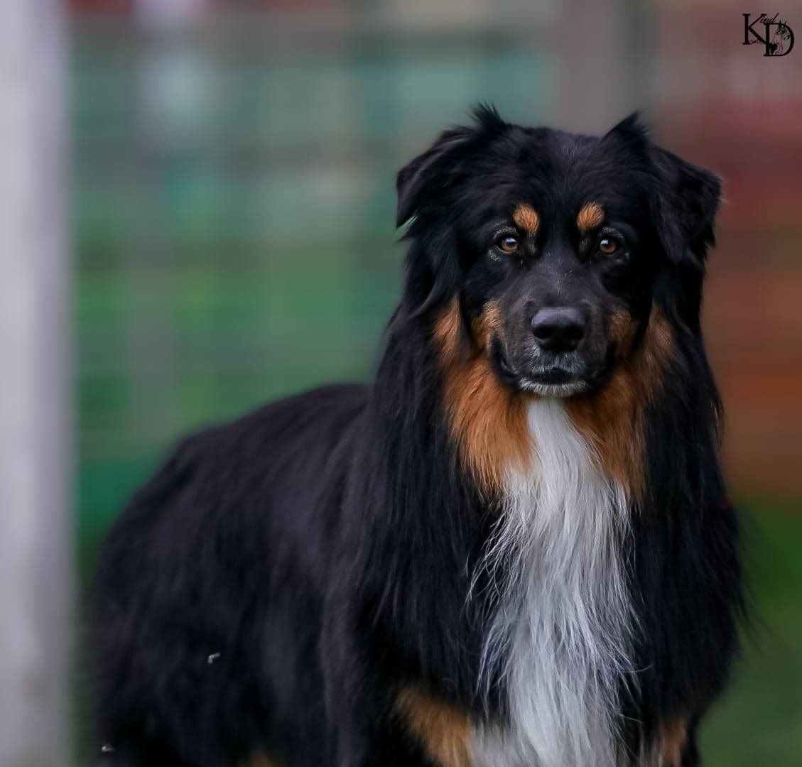 Australian Shepherd Puppies - AKC/ASCA breeder image 7