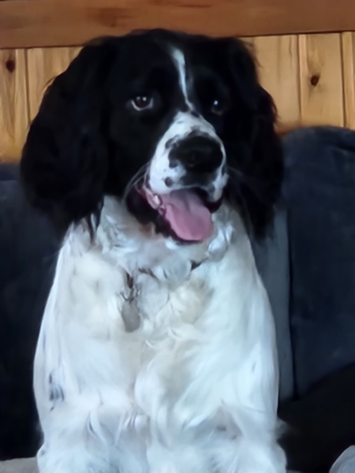 English Springer Spaniel Puppies breeder image 1